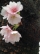 高岳桜 高岳桜